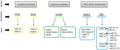 MicroRNAs and DNA-Damaging Drugs in Breast Cancer: Strength in Numbers